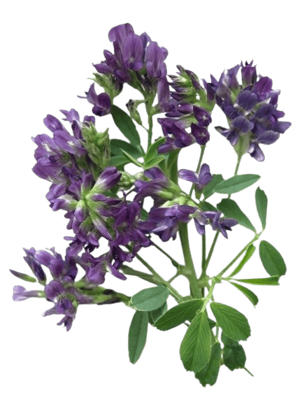 Corydalis ingredient